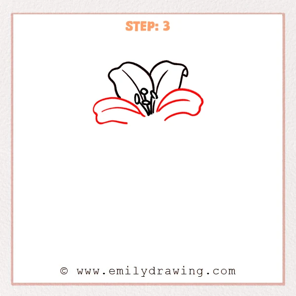 how to draw a lily flower - Step 3